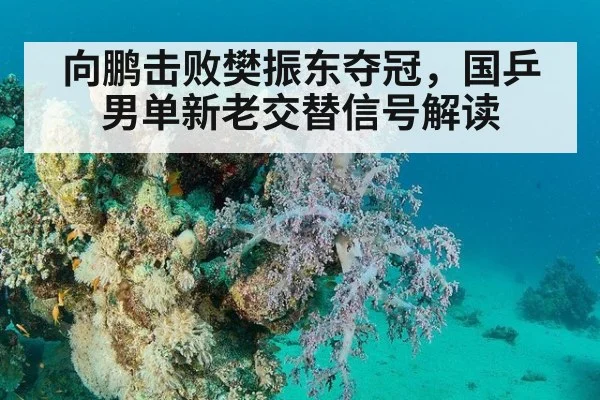 向鹏击败樊振东夺冠，国乒男单新老交替信号解读